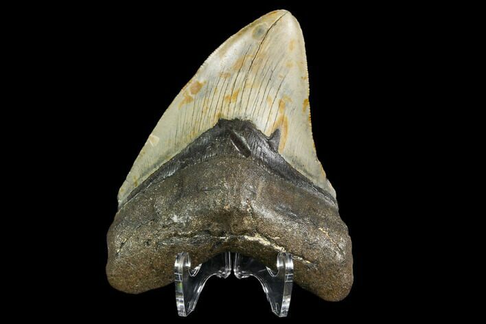 Fossil Megalodon Tooth - North Carolina #108993